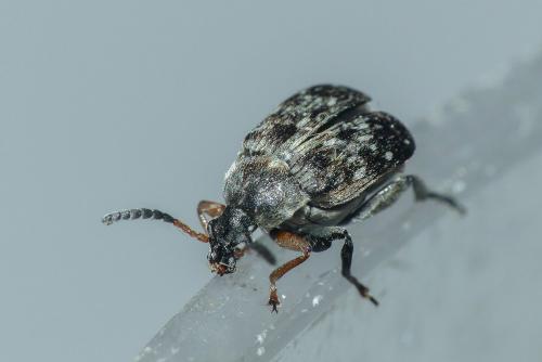 Réf. 230 737 : Bruchinae inconnu